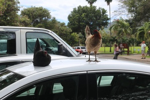 Cocks on a Car
